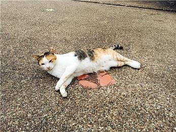 《辐射：伦敦》MOD需要游戏本体 但Game Pass版不行